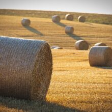 harvest-8118900_1920