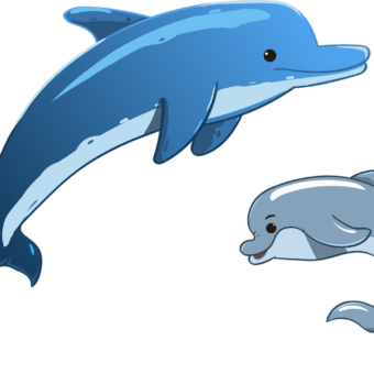 dolphin-3321762_1280